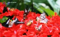 Mỗi thành viên ASEAN phải tự thích ứng