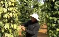 Quảng Trị: Xuất hiện bệnh rệp vảy gây hại trên cây hồ tiêu