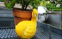 Hài hước những loài rau củ hình thù ngộ nghĩnh