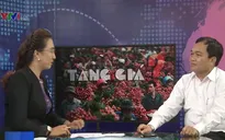 Tìm giải pháp để tiêu thụ vải thiều