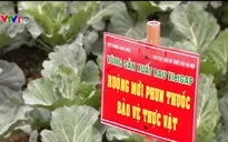 Hà Nội: Thiếu giải pháp tiêu thụ, mô hình VietGAP khó mở rộng