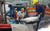 Giá nhiên liệu giảm, ngư dân phấn khởi khai thác xa bờ