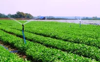 Rau an toàn của Vingroup ra mắt thị trường