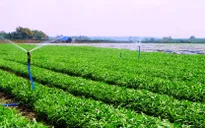Rau siêu thị: Giá cao nhưng có thực sự an toàn?