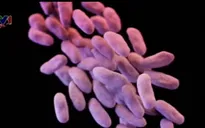 Mỹ: 179 bệnh nhân lây nhiễm siêu virus kháng thuốc do nội soi
