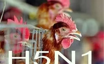 Bà Rịa - Vũng Tàu cảnh báo cúm H5N1 có thể lây lan sang người