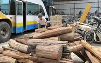 Giấu hơn 2 tấn gỗ trắc trong cốp xe giường nằm vẫn không thoát