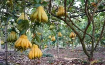 Phật thủ Đắc Sở rộ vàng sắc nắng đón Xuân Ất Mùi