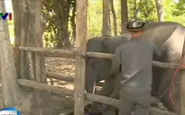 Đăk Lăk: Cứu hộ voi rừng dính bẫy