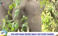 Voi Việt Nam có nguy cơ tuyệt chủng
