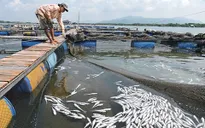 Vũng tàu: Nguyên nhân cá chết là do nước thải ô nhiễm