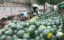 Tái diễn cảnh hàng nghìn tấn nông sản ùn ứ tại cửa khẩu Tân Thanh