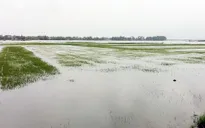 TT-Huế: Khắc phục hậu quả mưa, lũ tại Quảng Điền
