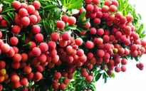 Sẽ tiếp tục đưa lượng lớn vải thiều sang Pháp