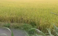 Tiền Giang đạt năng suất lúa Xuân Hè cao nhất trong 5 năm qua