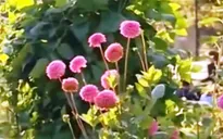 Rau quả hữu cơ chiếm vị trí chủ đạo trong thực đơn ở Đức