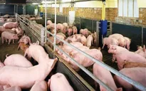ĐBSCL: Giá lợn hơi tiếp tục giảm mạnh