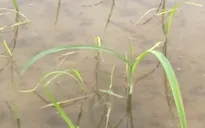 Hơn 1/3 lúa vụ Đông Xuân ở ĐBSCL có nguy cơ mất mùa do xâm nhập mặn