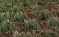 Đơn Dương, Lâm Đồng: Xây dựng nông thôn mới từ nâng cao thu nhập người dân