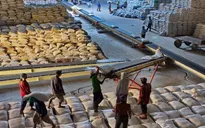 Quý I/2015, sản lượng xuất khẩu gạo sụt giảm mạnh