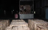 Hơn 1.300 con cá sấu xuất lậu bị thu giữ tại Móng Cái