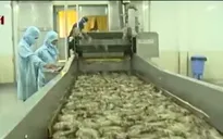 Nâng cao chất lượng sản phẩm xuất khẩu sang châu Âu