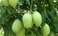 Lô xoài Việt Nam đầu tiên được xuất bán tại Nhật Bản