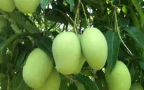 Khan hiếm xoài dịp Tết