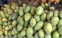 Khó tìm đầu ra cho xoài tròn Yên Châu, Sơn La