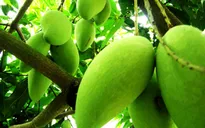 Xoài Việt Nam có cơ hội vào Nhật Bản