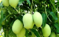 Xoài cát chu Việt Nam vào thị trường Nhật Bản từ 17/9