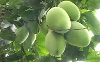 Đồng Nai chi 28 tỷ phát triển xoài Cát Chu xuất sang Nhật