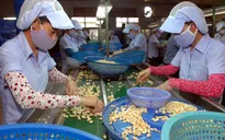 Xuất khẩu điều - Điểm sáng của nông sản trong 2015