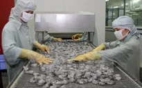 Xuất khẩu thủy sản Việt Nam giảm 1 tỷ USD