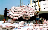 Giá gạo xuất khẩu Việt Nam thấp nhất thế giới