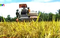 Nhiều đơn hàng xuất khẩu, giá lúa gạo tăng