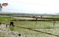 Các địa phương ra đồng sản xuất vụ Đông Xuân