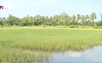 Cà Mau: Gần 20.000ha lúa bị thiệt hại do xâm nhập mặn
