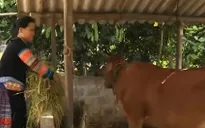 Đột phá phát triển kinh tế vùng cao ở Yên Bái