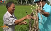 Gặp chuyên gia bắt chuột bảo vệ mùa màng cho nông dân Thái Bình