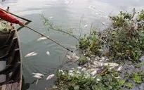 Ô nhiễm môi trường do cá chết hàng loạt