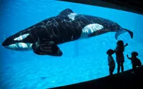 Công viên SeaWorld chấm dứt chương trình nuôi cá voi sát thủ