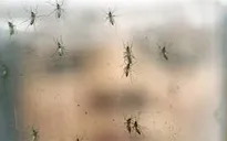 Bộ Y tế nhận định về chủng virus Zika tại Việt Nam