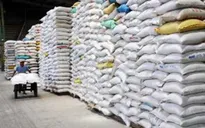 Nhiều ý kiến trái chiều về việc mở rộng diện tích lúa Thu Đông