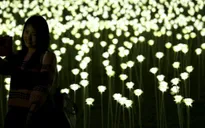 Ngày Valentine: 25.000 bông hồng rực sáng cảng Hong Kong