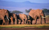 Kenya tiêu hủy 105 tấn ngà voi
