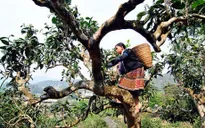 400 cây chè Shan cổ thụ Suối Giàng trở thành Cây di sản Việt Nam