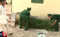 Sóc Trăng: Bị phát hiện trồng cần sa, khai là cho... gia súc ăn