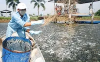 Giá tăng, cơ hội giải phóng lượng cá tra tồn đọng