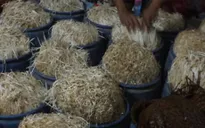Đột nhập cơ sở dùng hóa chất làm 500kg giá đỗ mỗi ngày